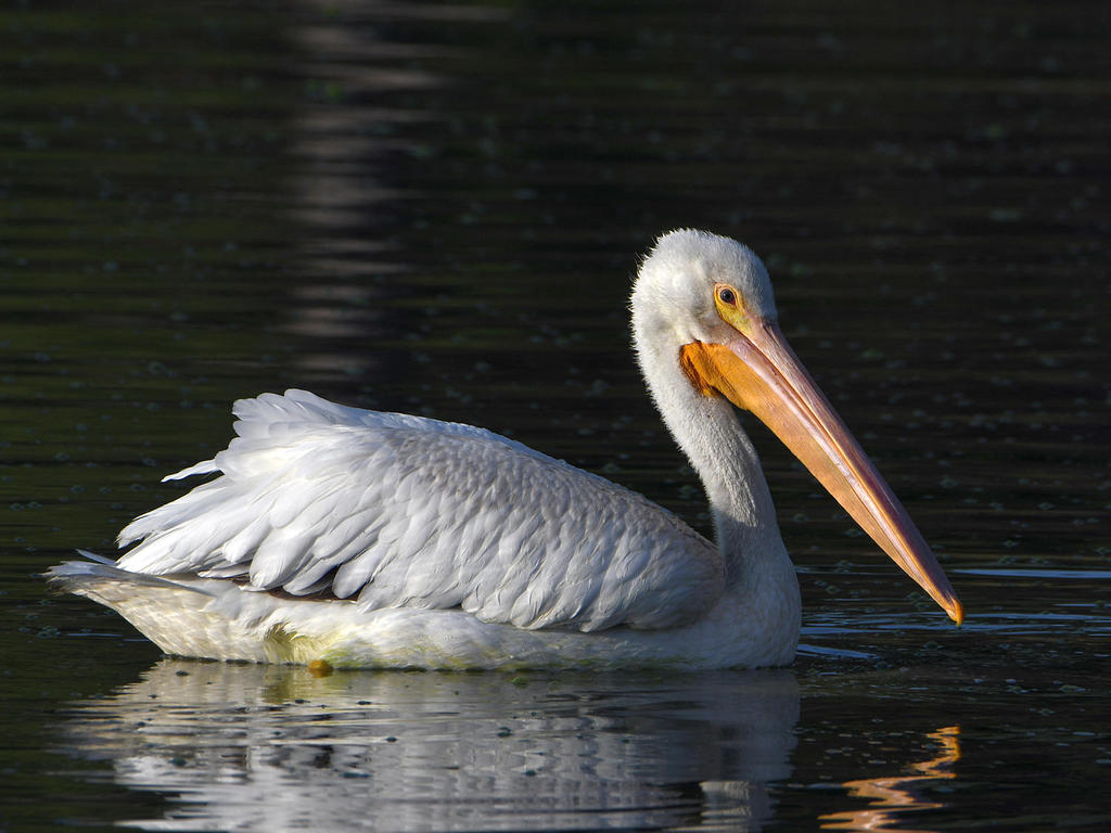 Pelican.jpg