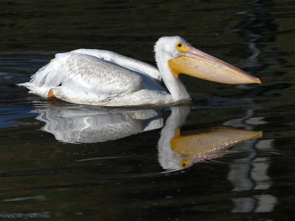 Pelican.jpg