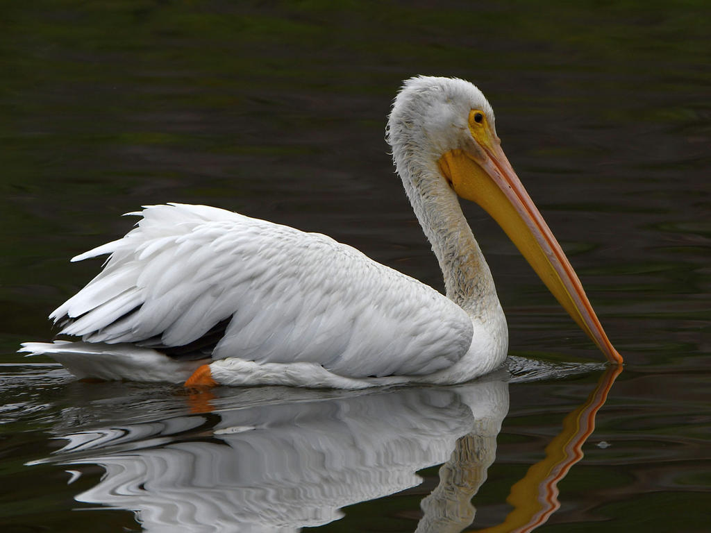 Pelican.jpg