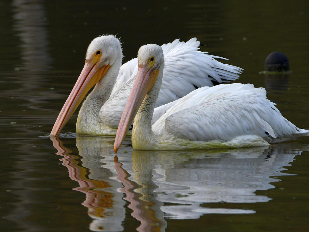 Pelican.jpg