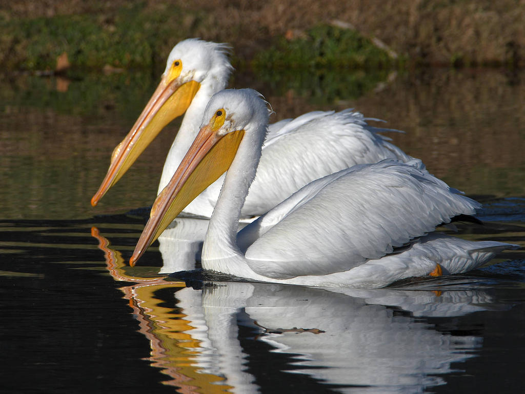 Pelican.jpg