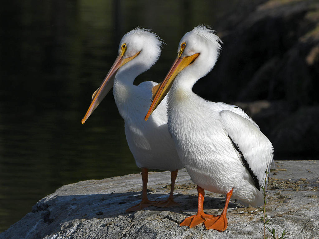 Pelican.jpg