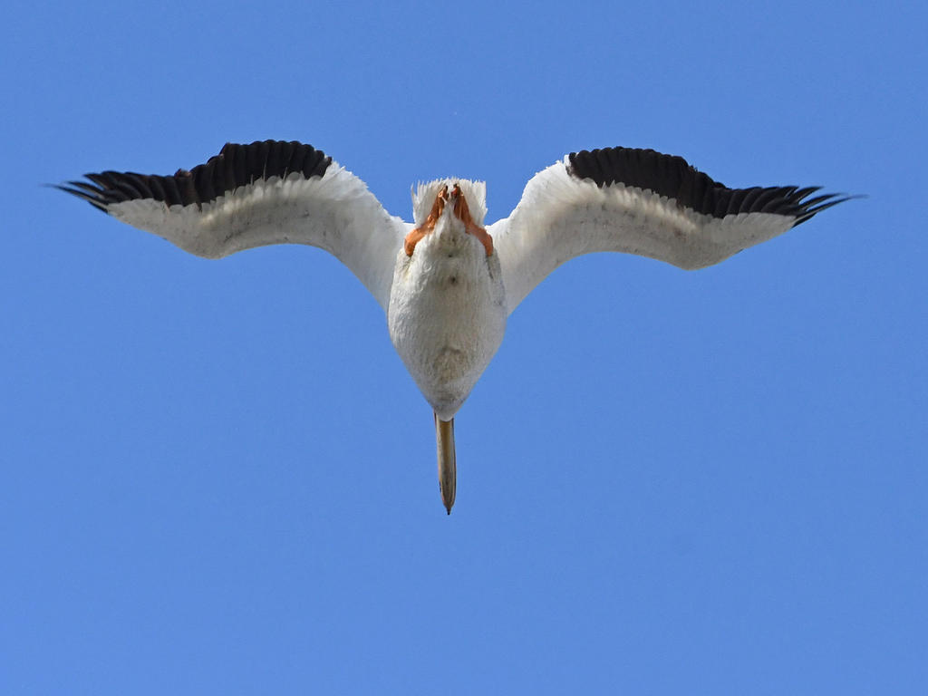 Pelican.jpg