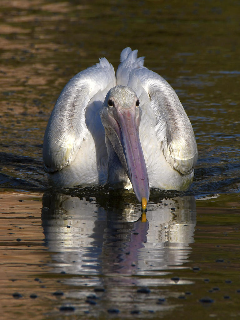 Pelican.jpg