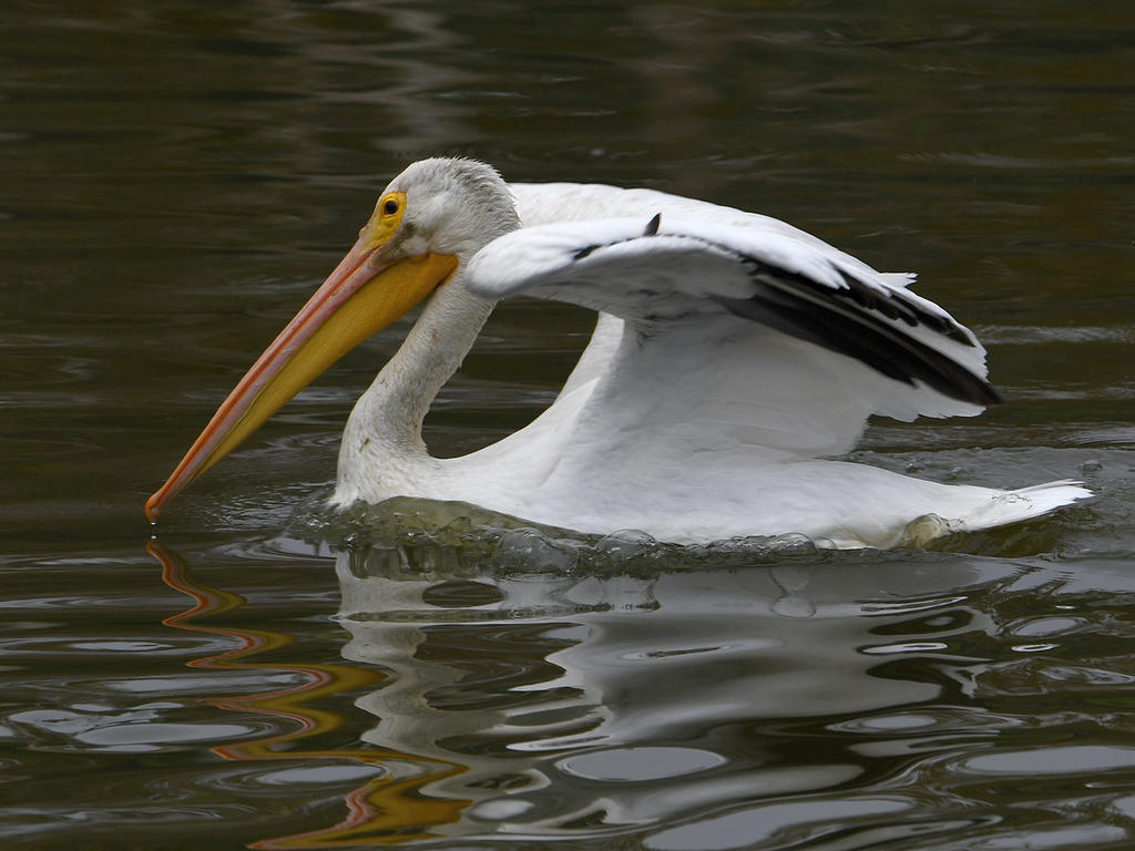 Pelican.jpg