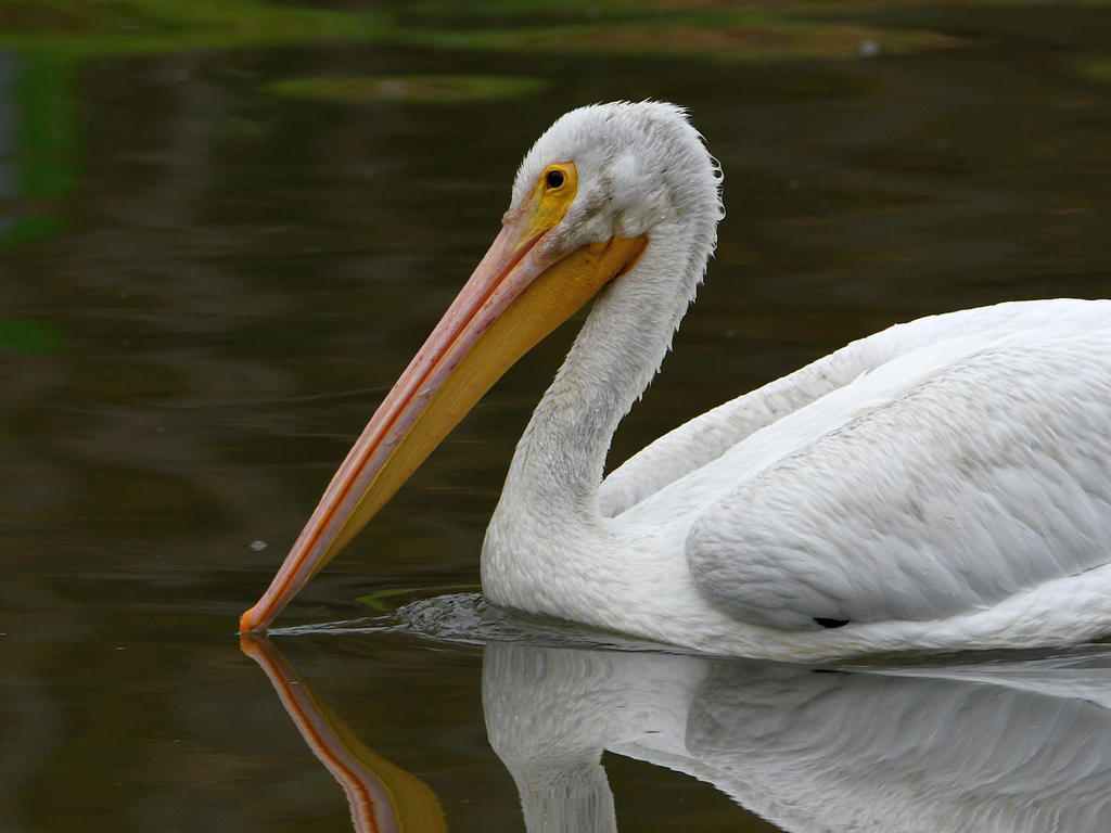 Pelican.jpg