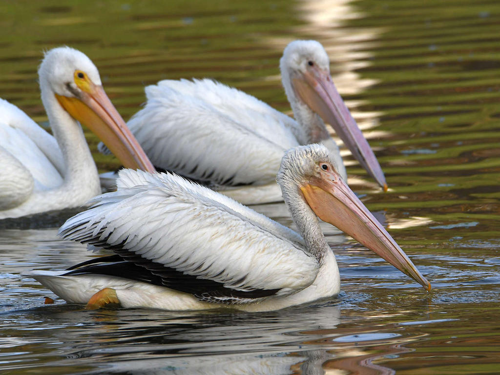 Pelican.jpg