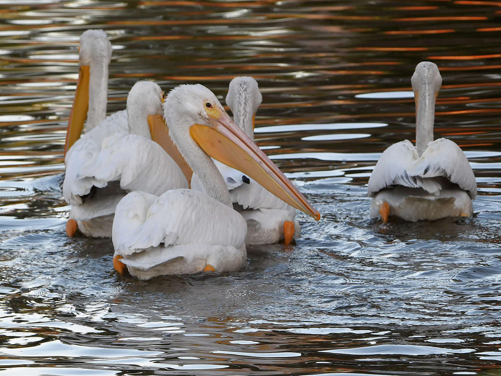 Pelican.jpg