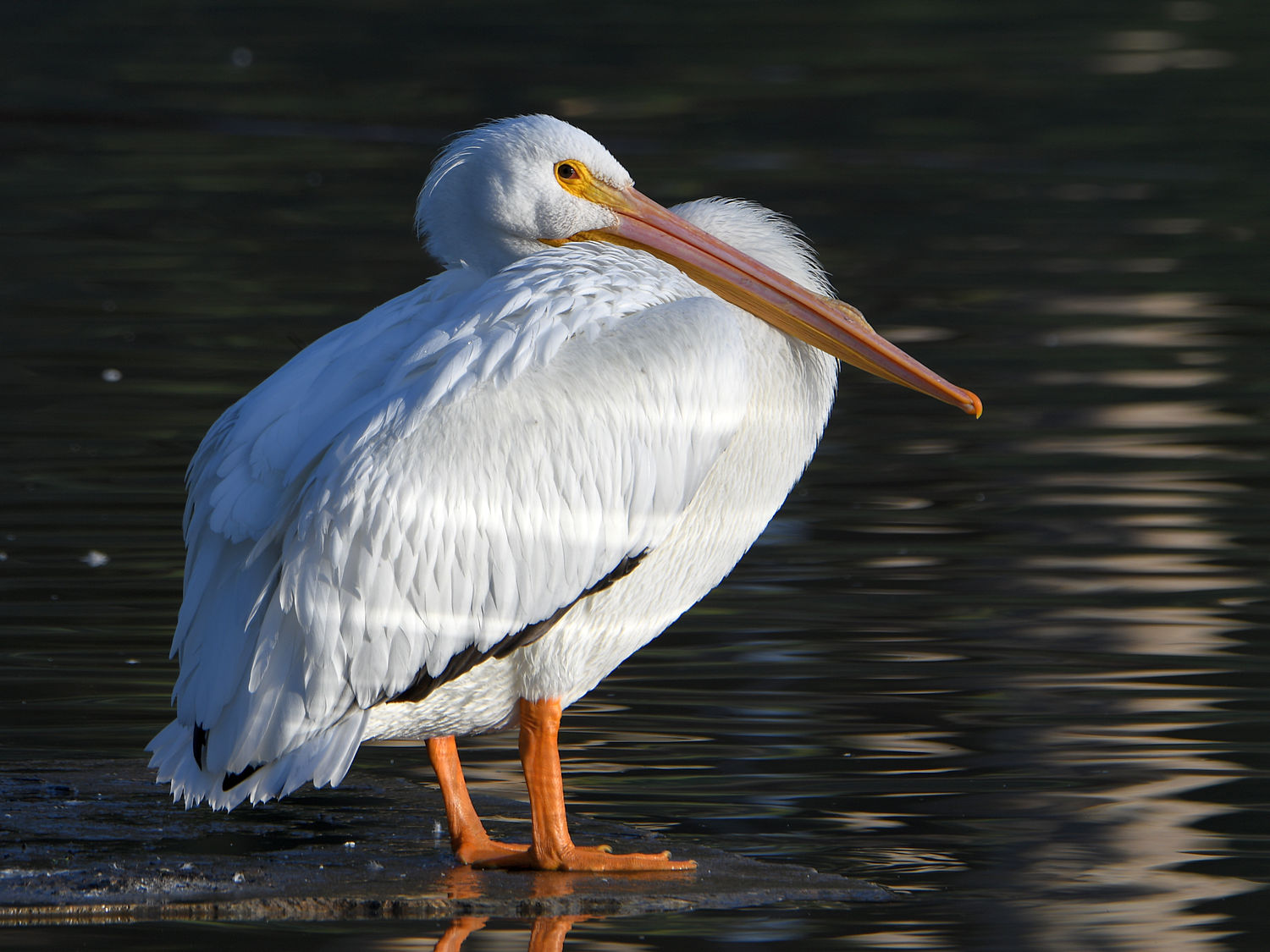 Pelican.jpg