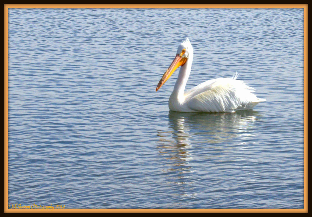 Pelican.jpg
