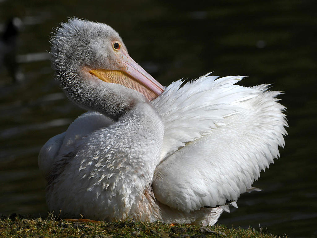 Pelican10.jpg