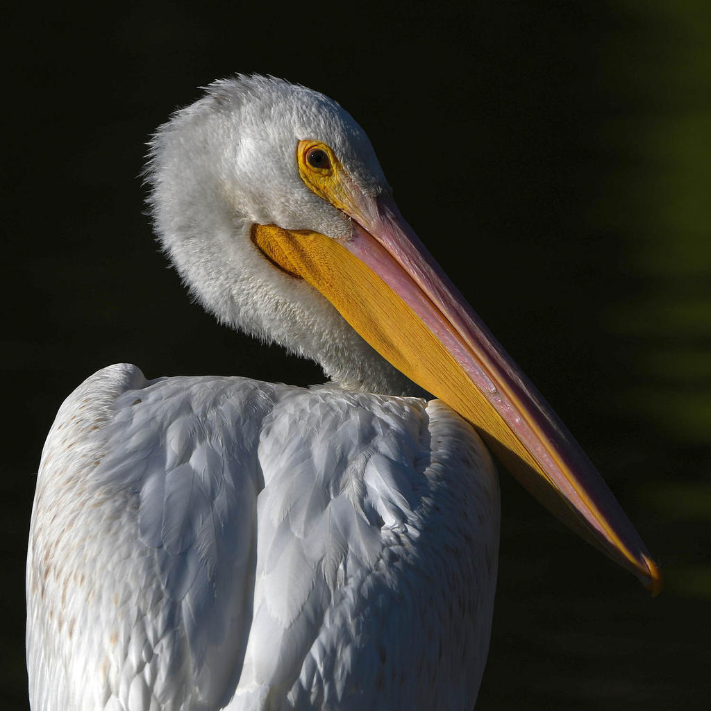 Pelican10.jpg