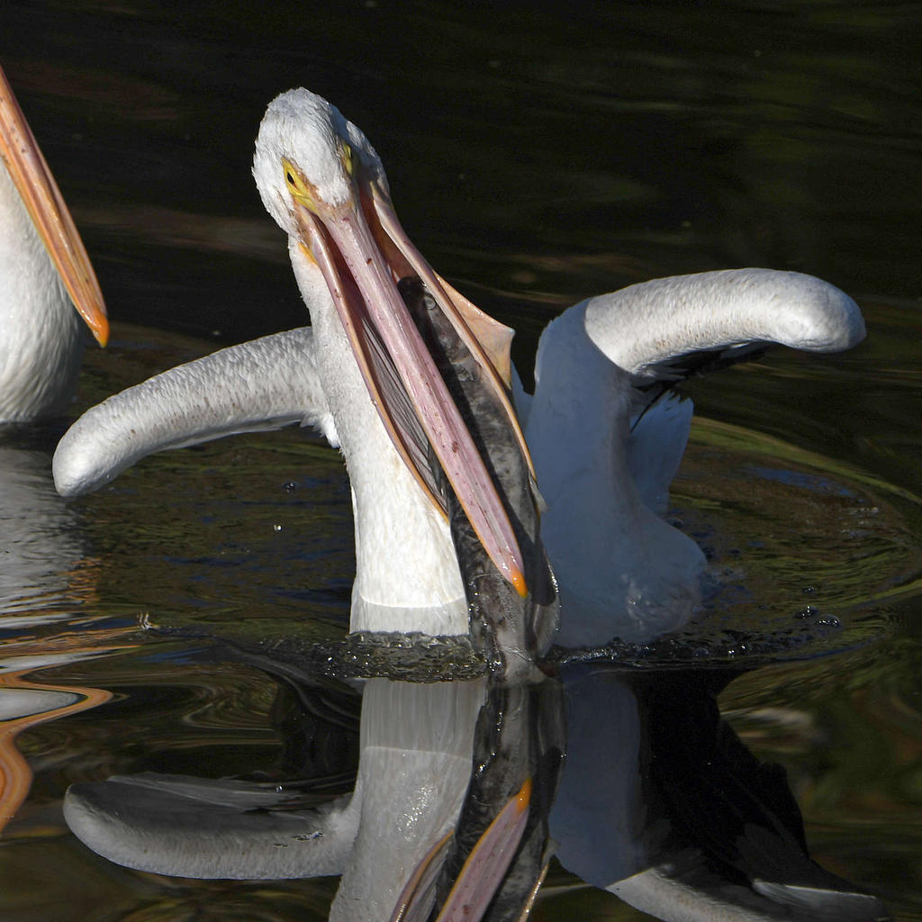Pelican10.jpg