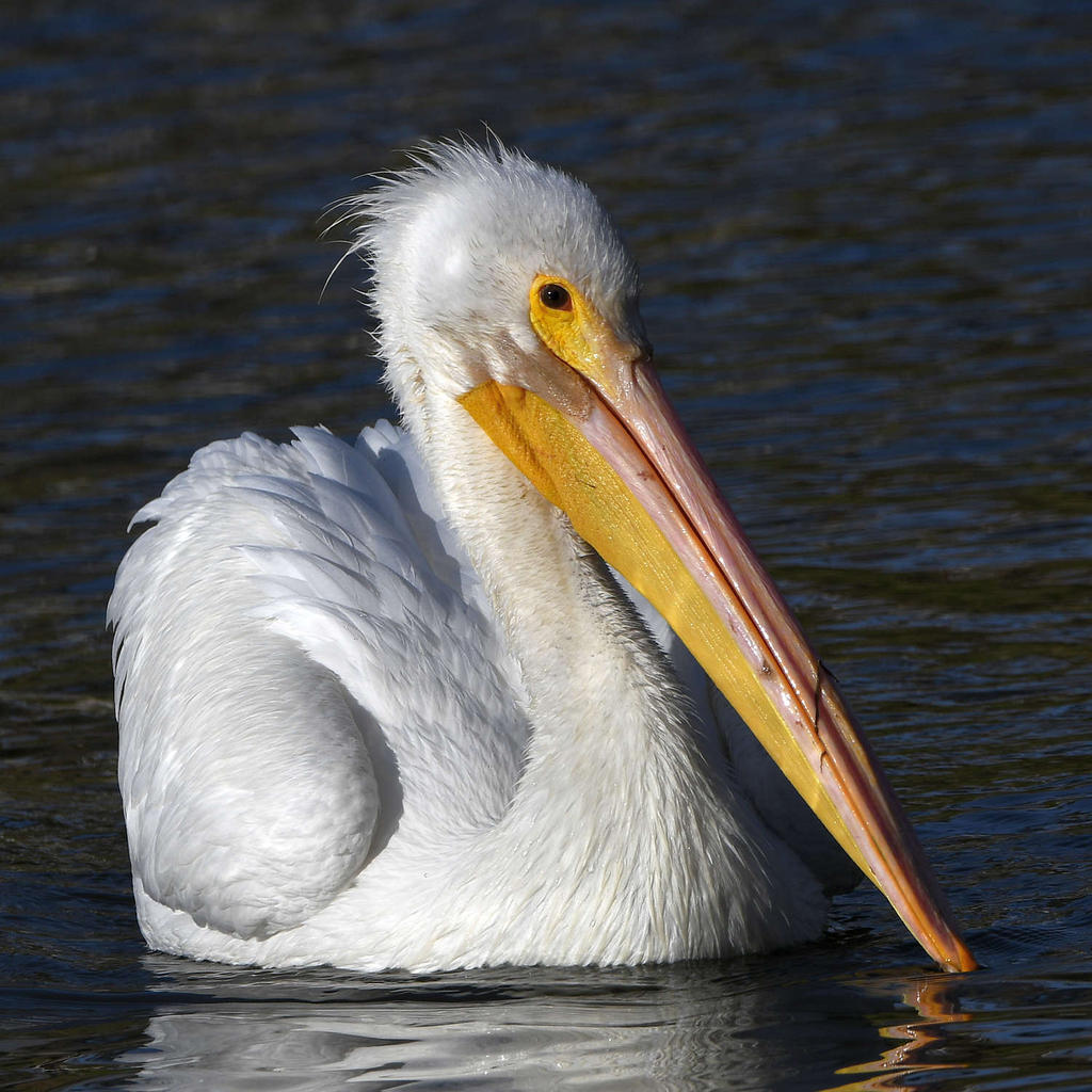 Pelican10.jpg