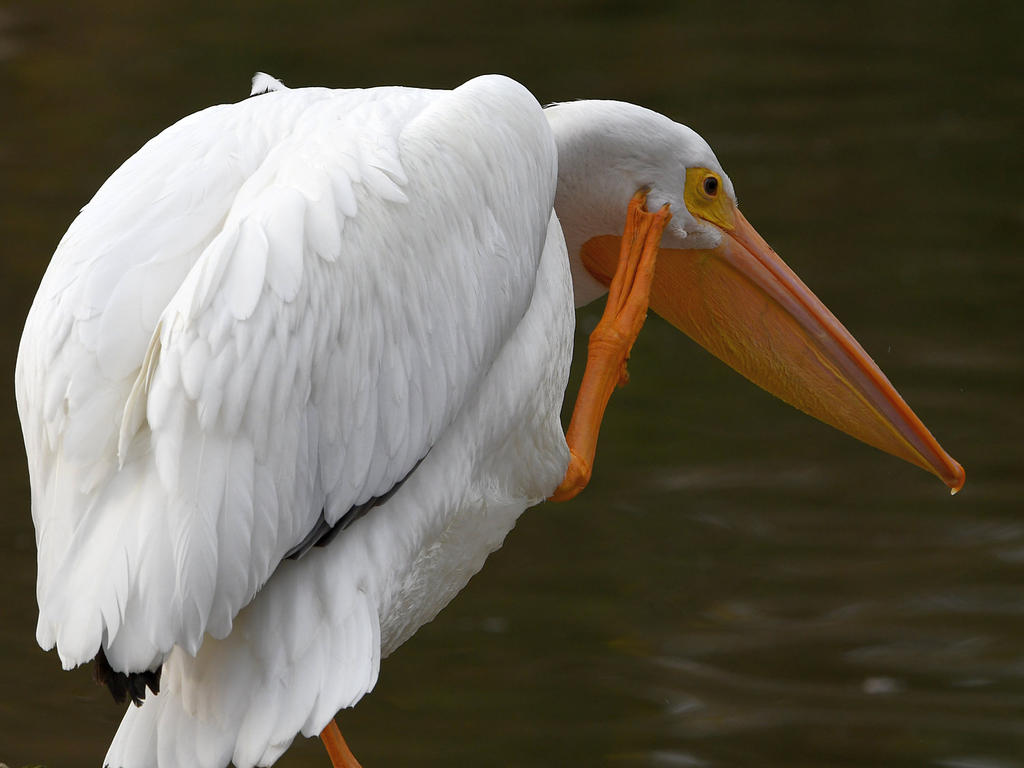 Pelican10.jpg