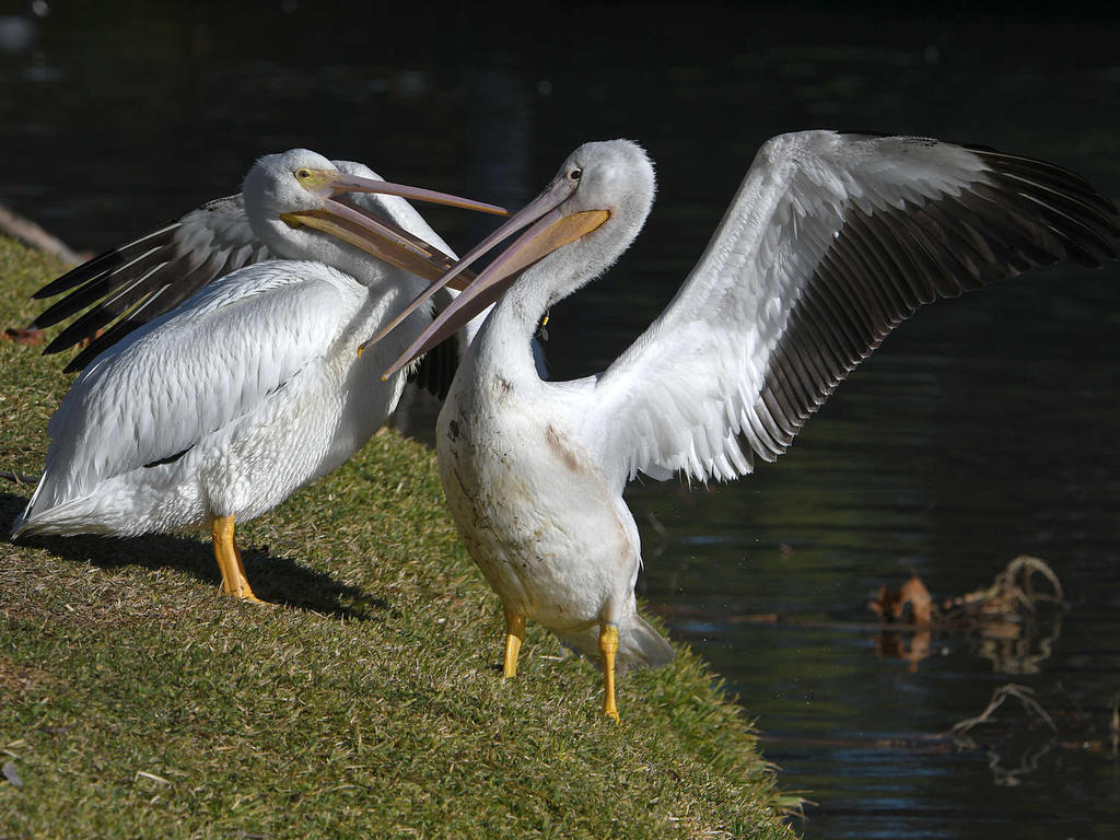 Pelican10.jpg