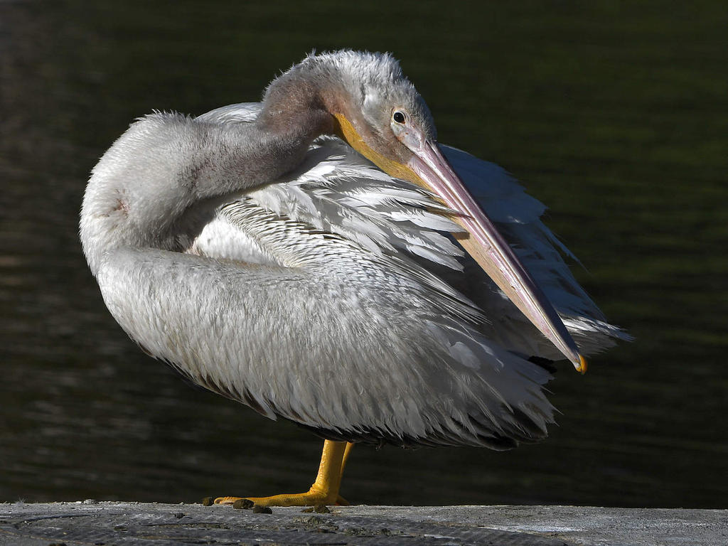 Pelican10.jpg