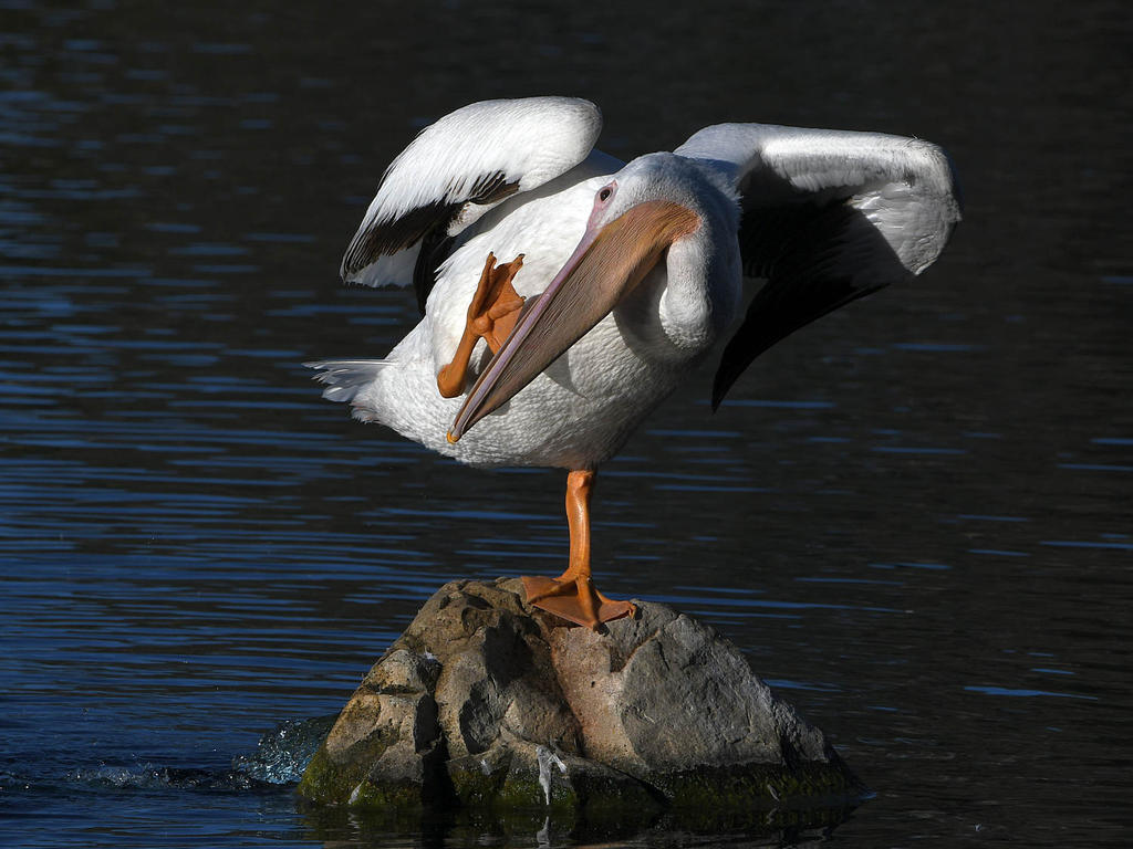 Pelican10.jpg