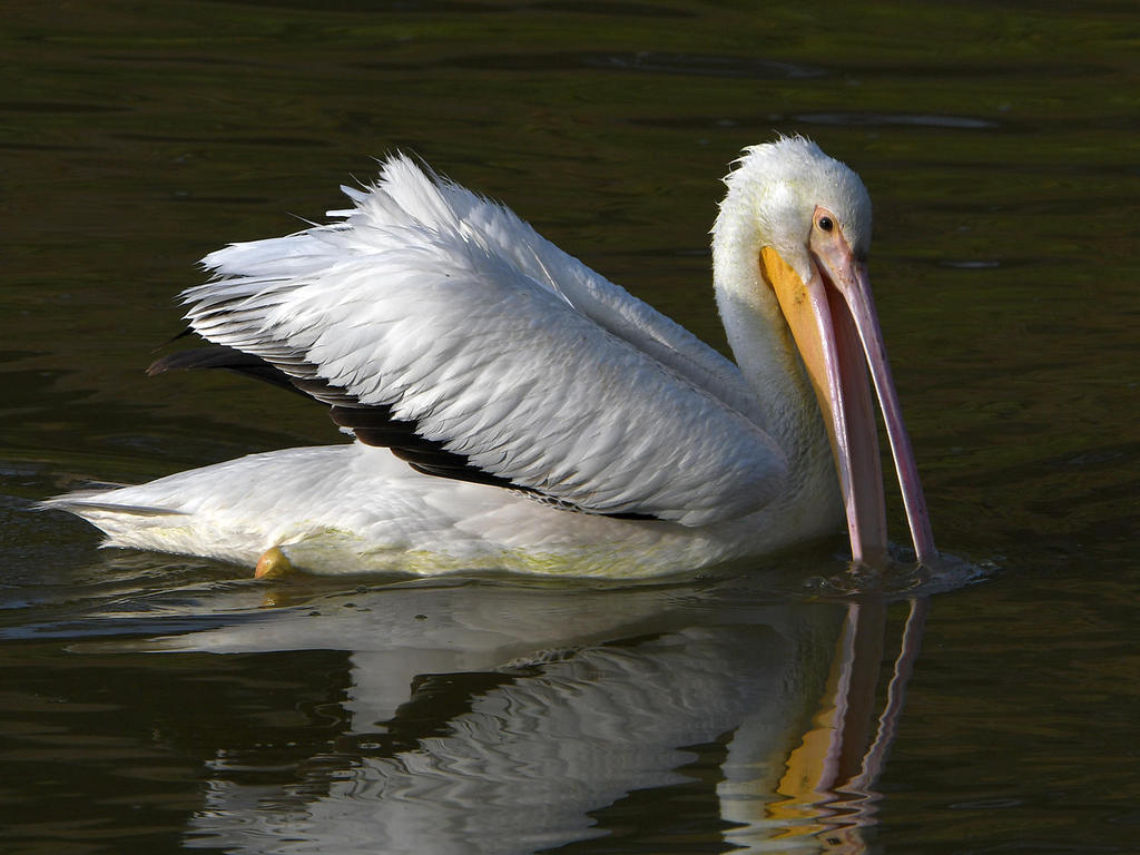 Pelican10.jpg