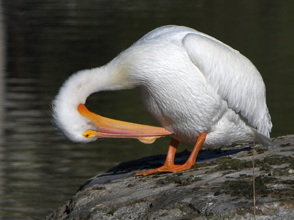 Pelican10.jpg