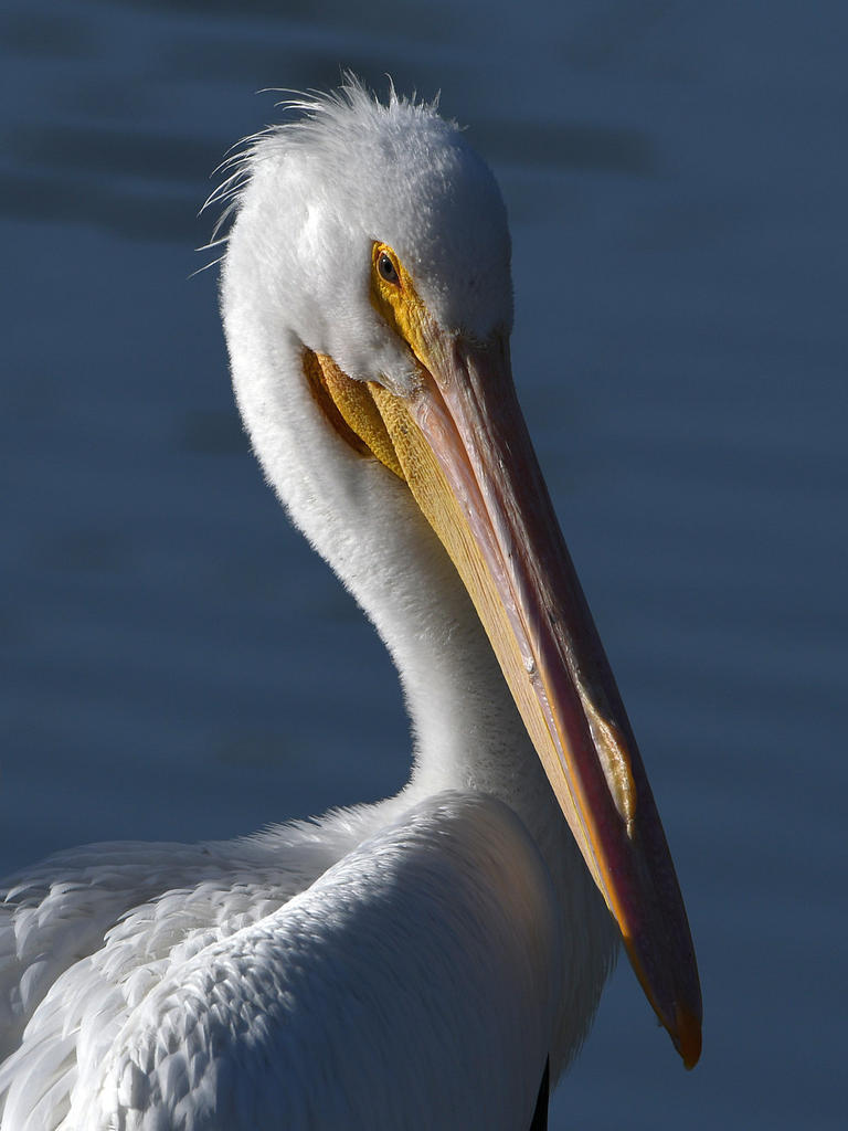 Pelican10.jpg