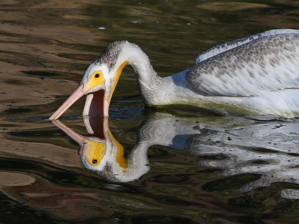 Pelican10.jpg