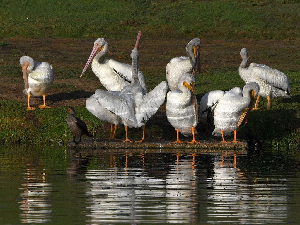 Pelican10.jpg