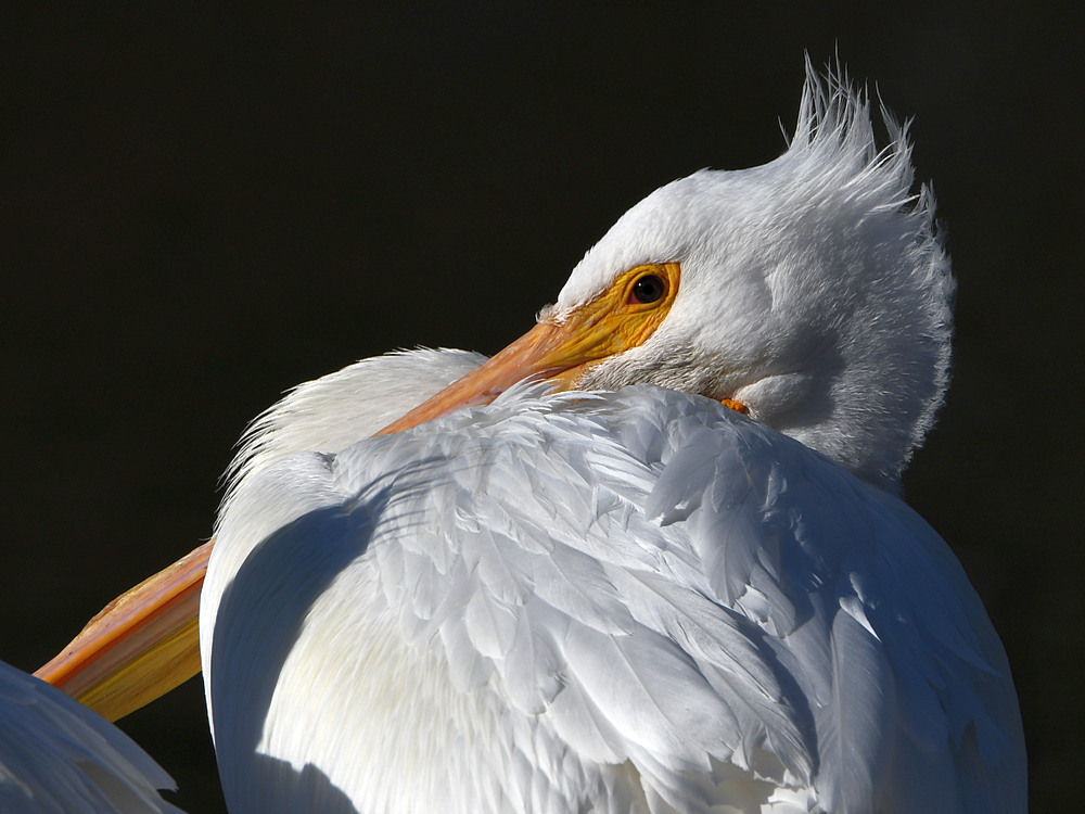 Pelican11.jpg