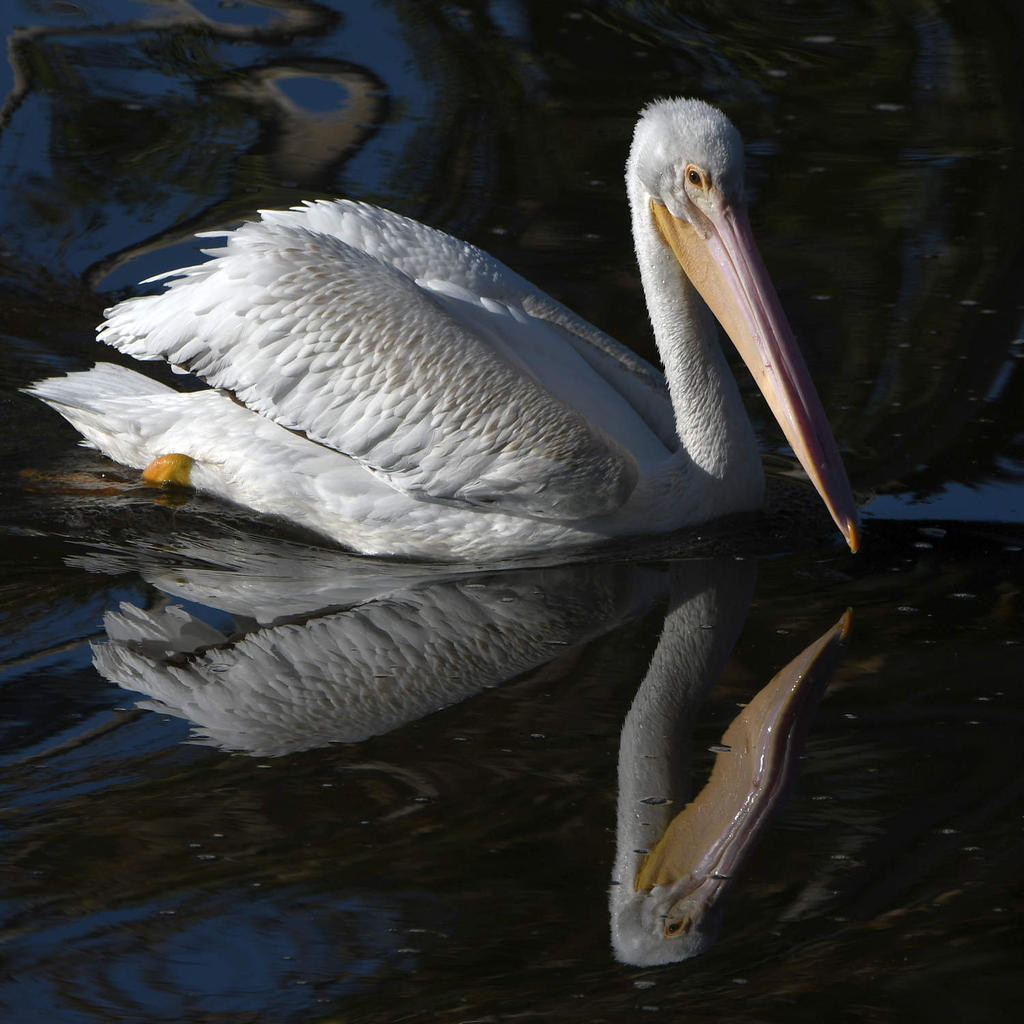 Pelican11.jpg