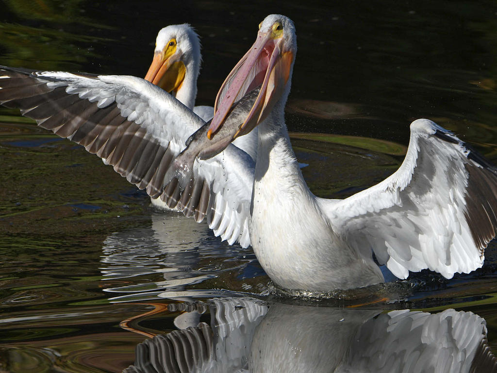 Pelican11.jpg