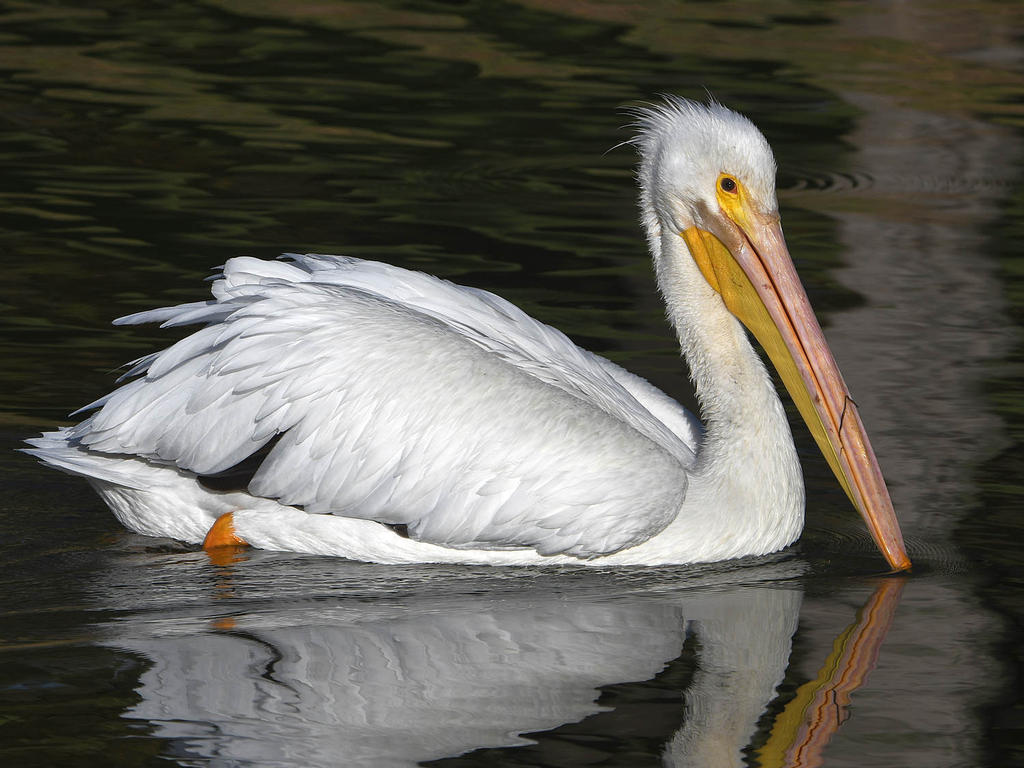 Pelican11.jpg