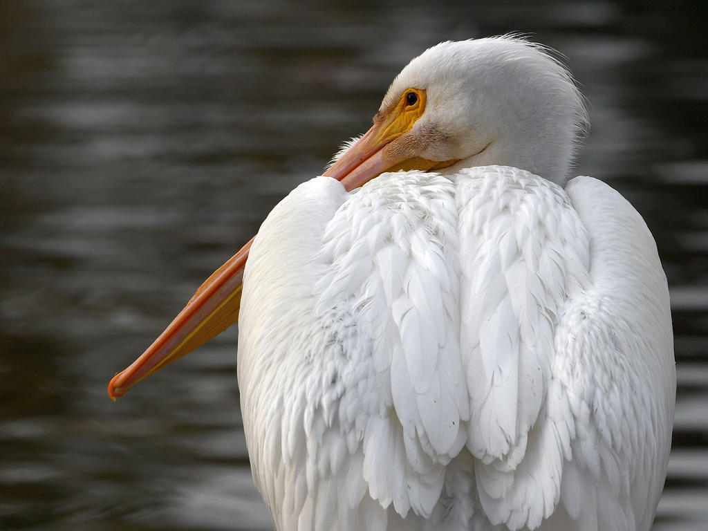 Pelican11.jpg