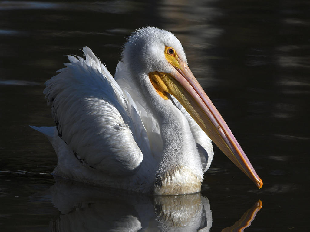Pelican11.jpg