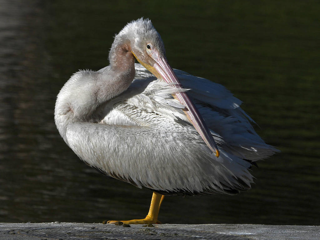 Pelican11.jpg