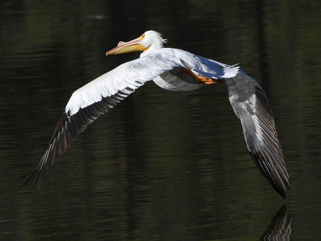 Pelican11.jpg