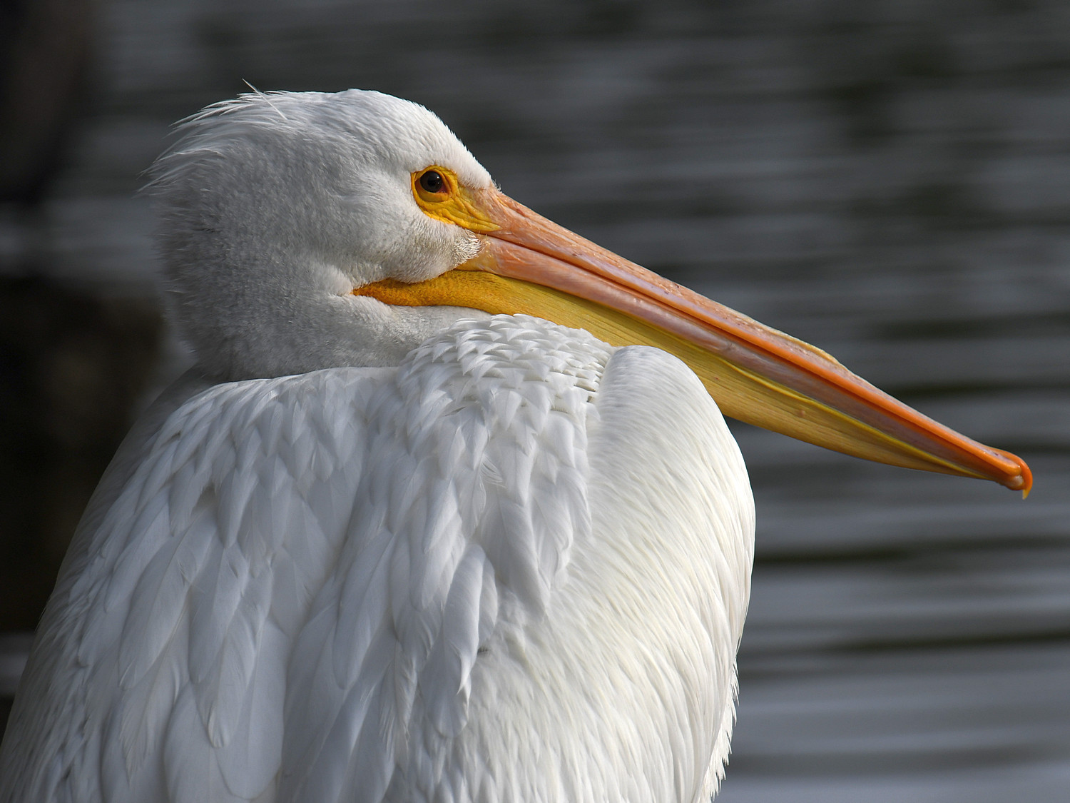 Pelican11.jpg