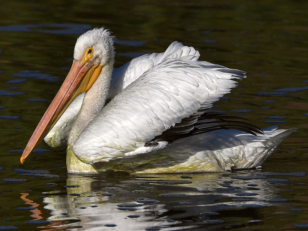 Pelican12.jpg