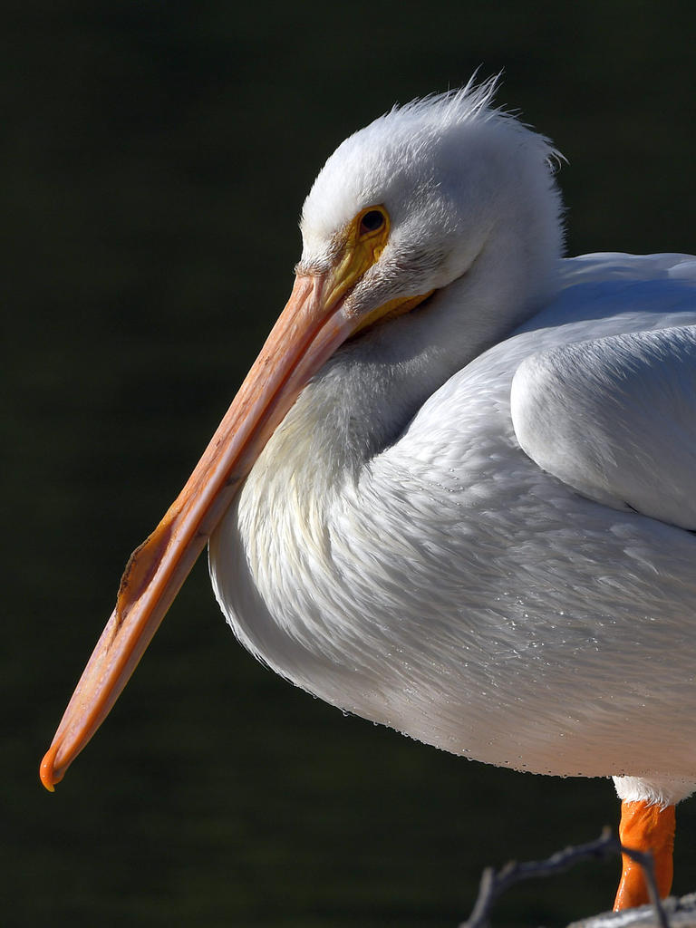 Pelican12.jpg