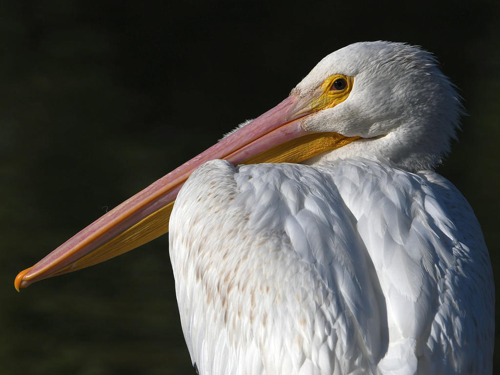Pelican12.jpg
