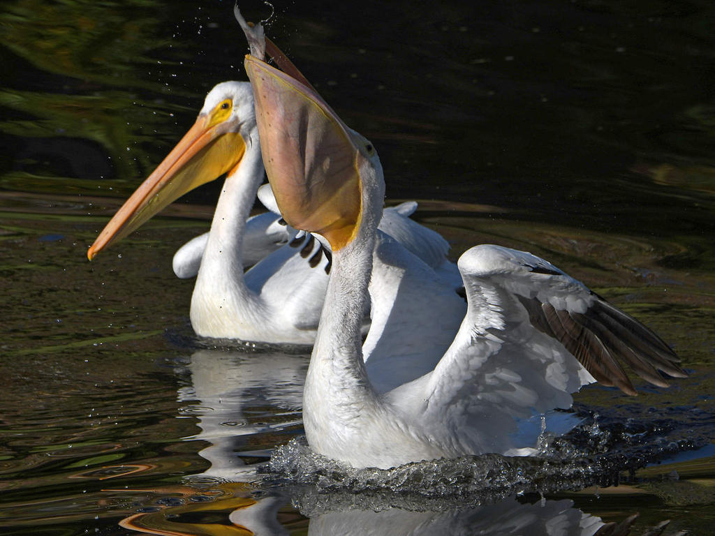 Pelican12.jpg
