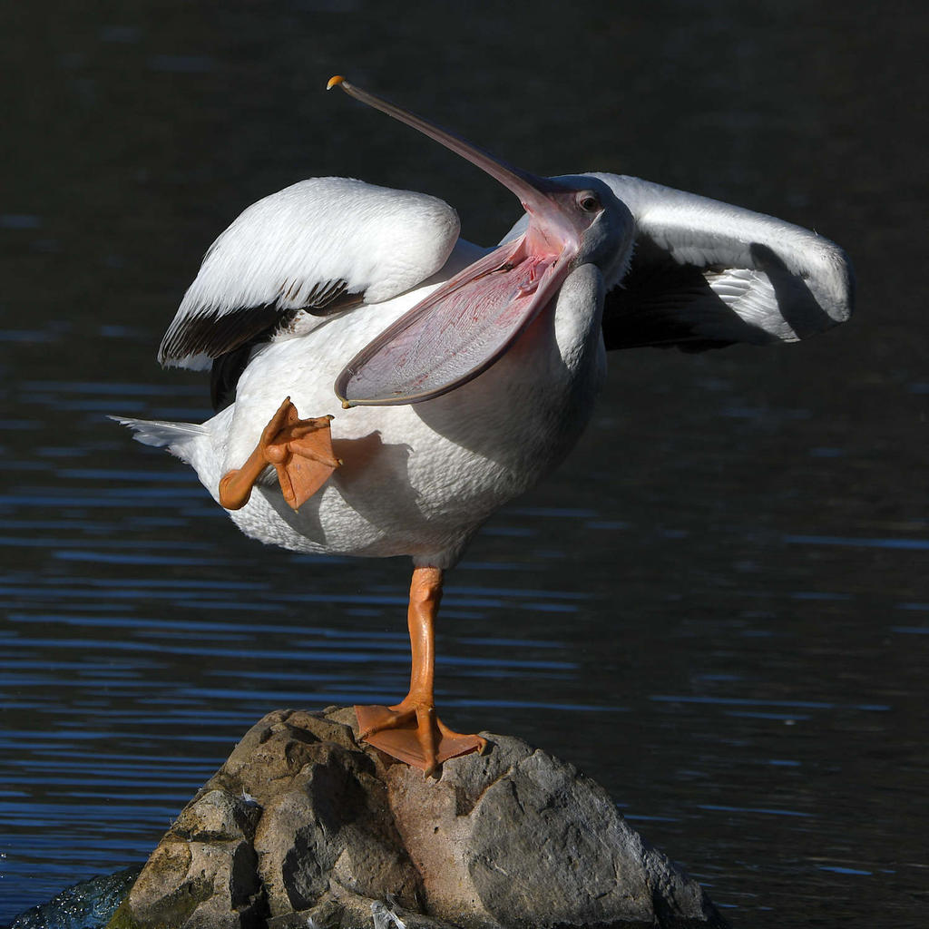 Pelican12.jpg