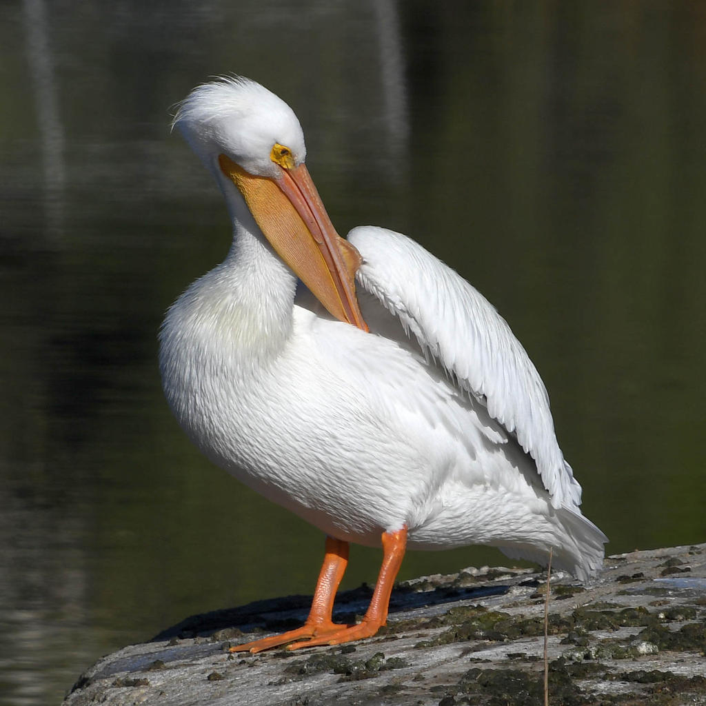 Pelican12.jpg
