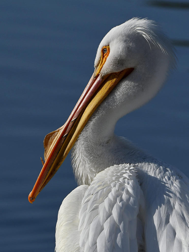 Pelican12.jpg