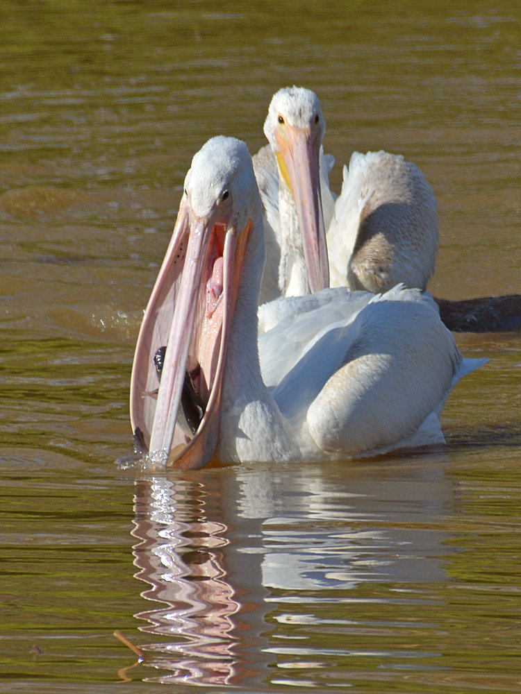 Pelican13.jpg