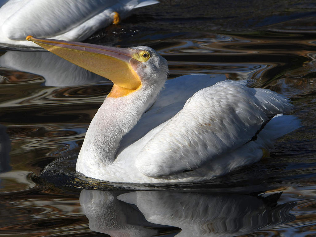 Pelican13.jpg