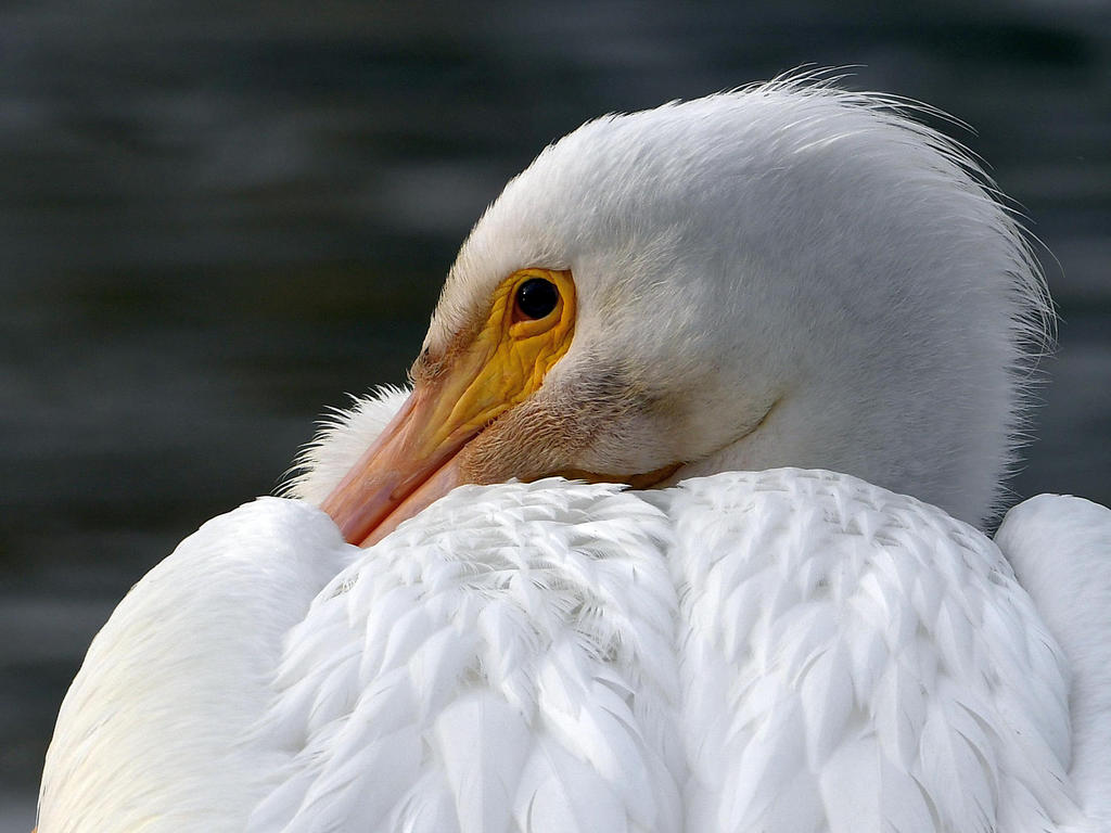 Pelican13.jpg