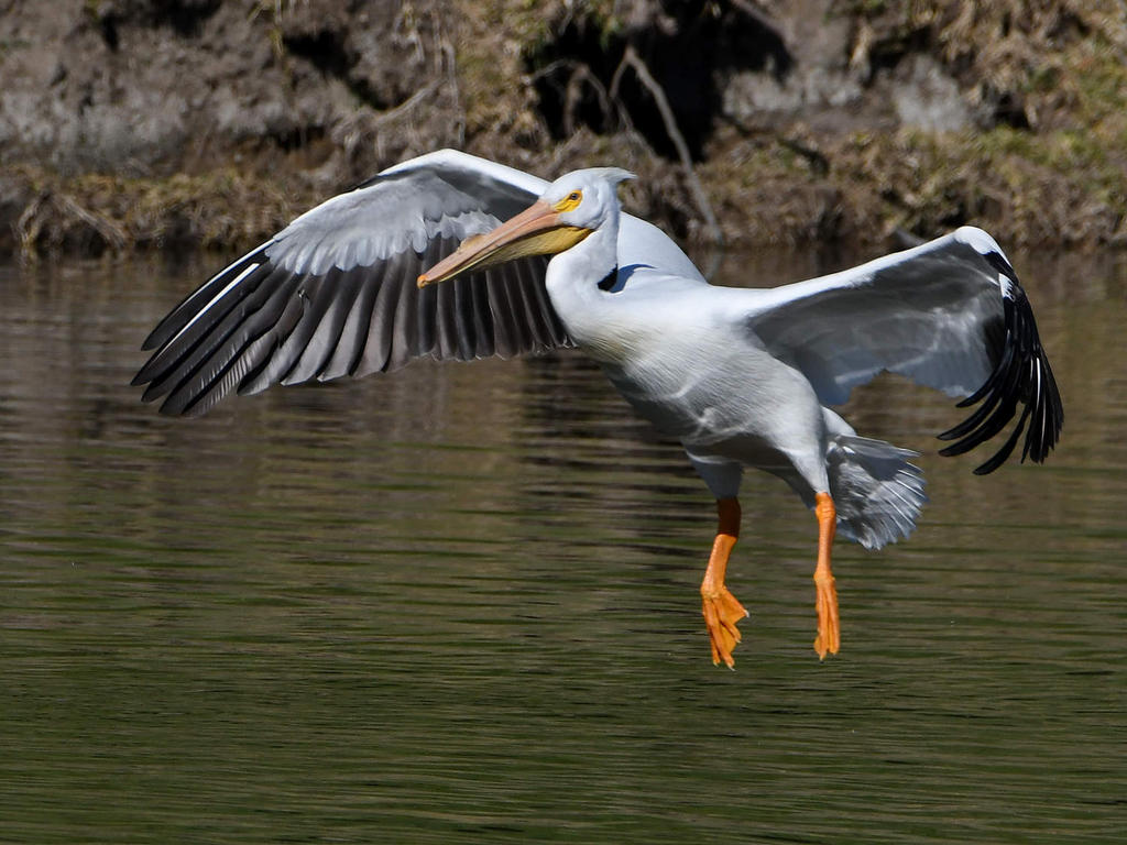 Pelican13.jpg