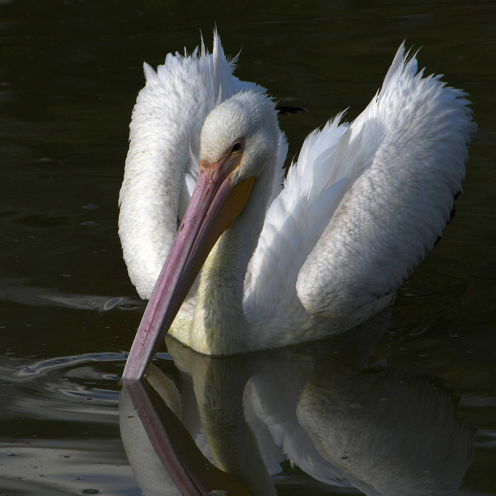 Pelican13.jpg