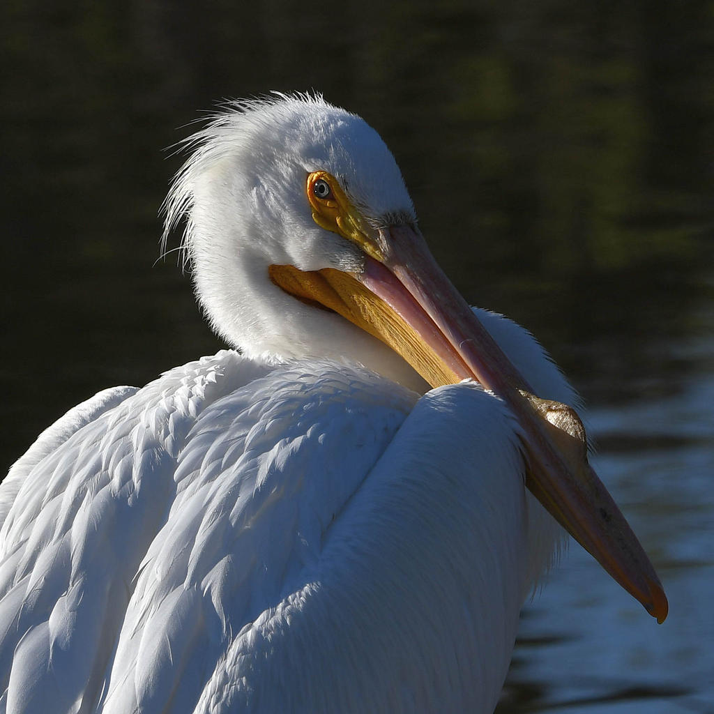 Pelican13.jpg