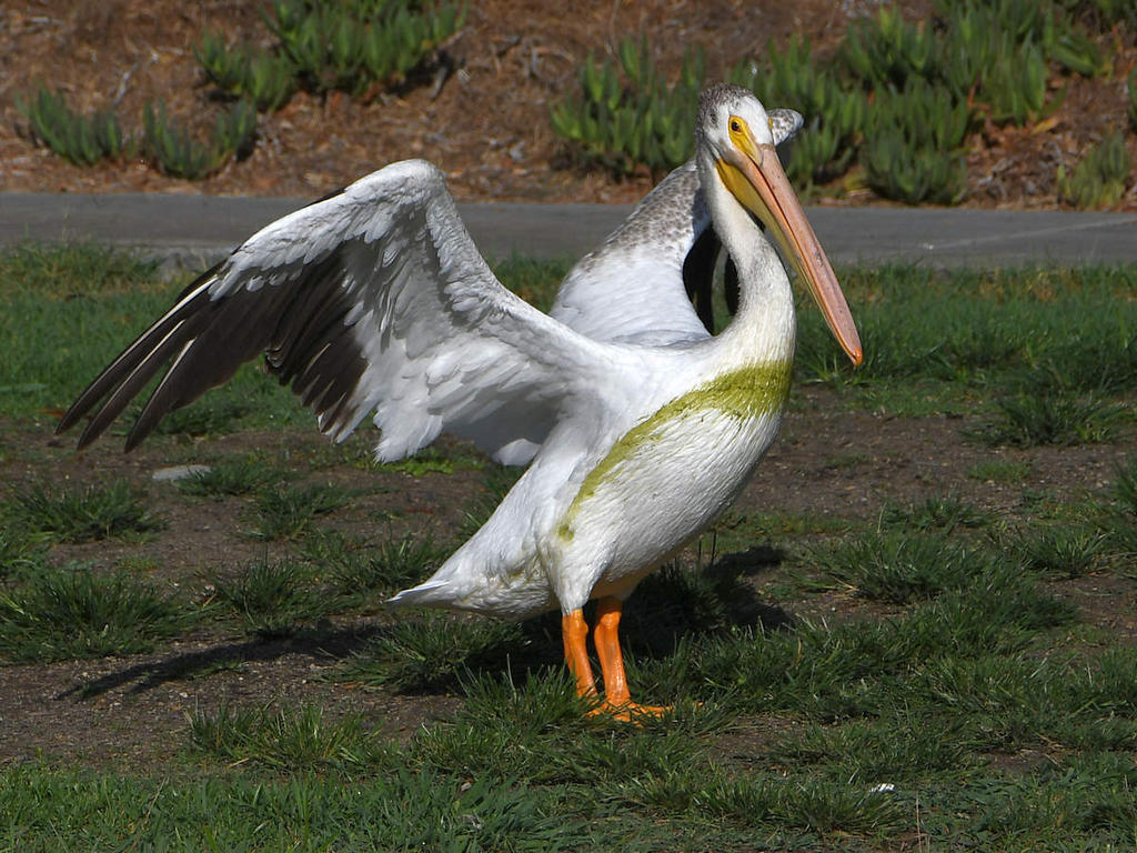 Pelican13.jpg